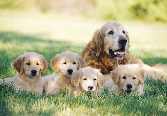 Why Golden Retrievers Make the Best Family Pets