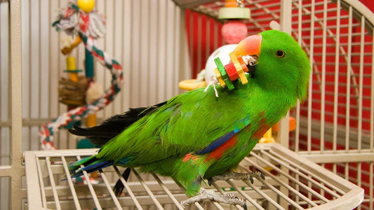10 Fun Ways to Keep Your Parrot Entertained