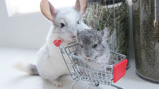 How to Take Care of Chinchillas: A Short Guide for New Owners